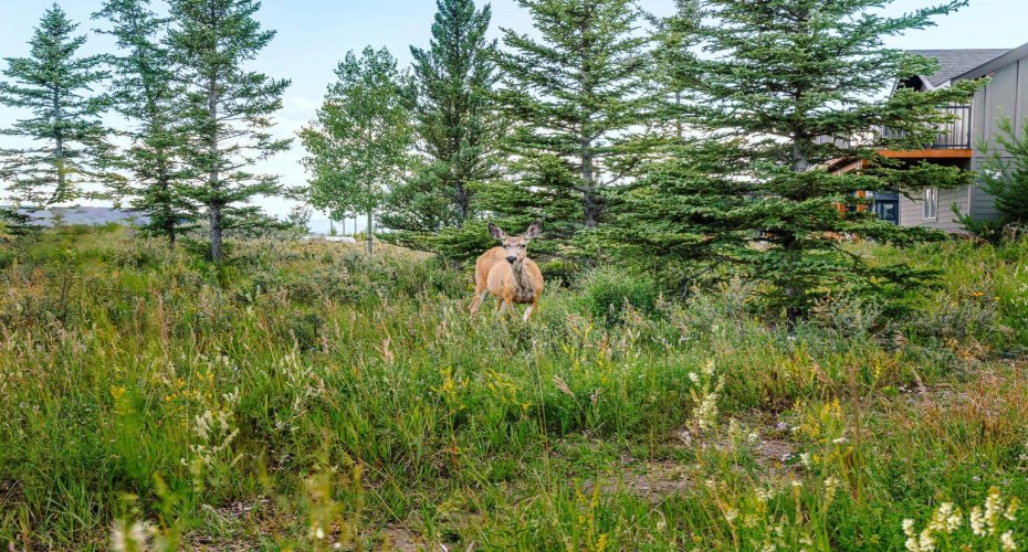 Tons of wildlife to see