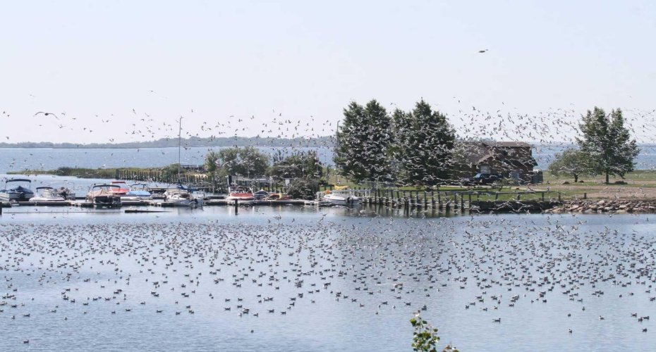 95 white pelican View, Lake Newell Resort, Alberta T1R 0V5, ,Land,For Sale,white pelican,A2289884