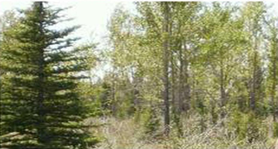 Range Road 55, Rural Mountain View County, Alberta T0G 1X0, ,Land,For Sale,Range Road 55,A2290384