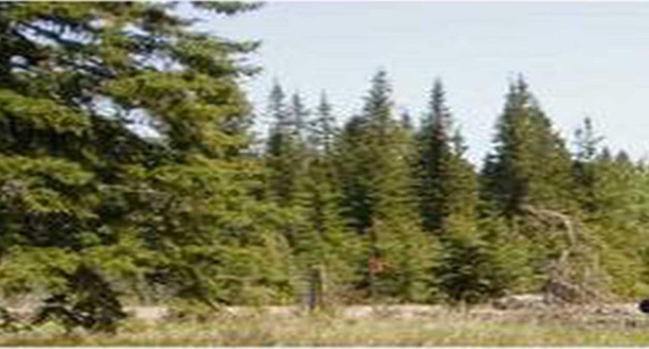 Range Road 55, Rural Mountain View County, Alberta T0G 1X0, ,Land,For Sale,Range Road 55,A2290384