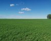 162 Hays Rd 30 N, Hays, Alberta T0K1B0, 3 Bedrooms Bedrooms, ,1 BathroomBathrooms,Agri-business,For Sale,Hays Rd 30 N,A2290210