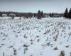 15025 Twp Rd 470 Road, Westerose, Alberta T0C 2V0, ,Land,For Sale,Twp Rd 470,A2291127