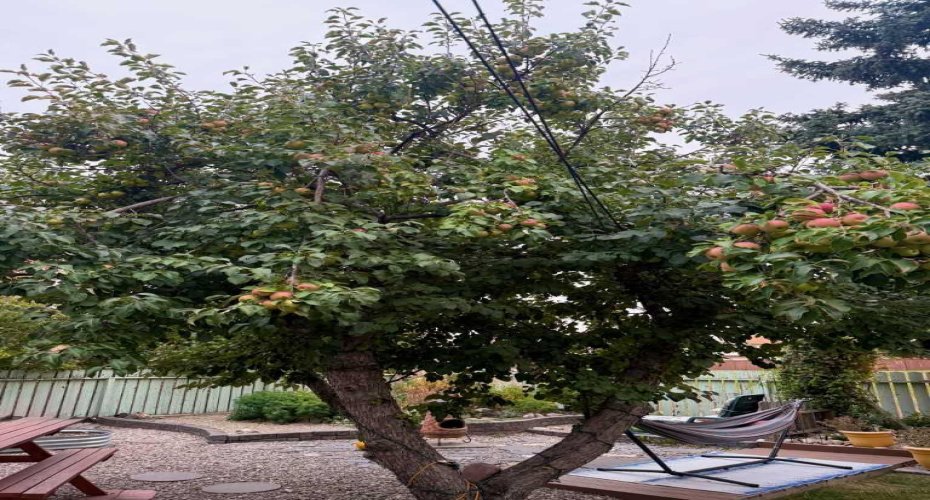 Summer Photo of backyard