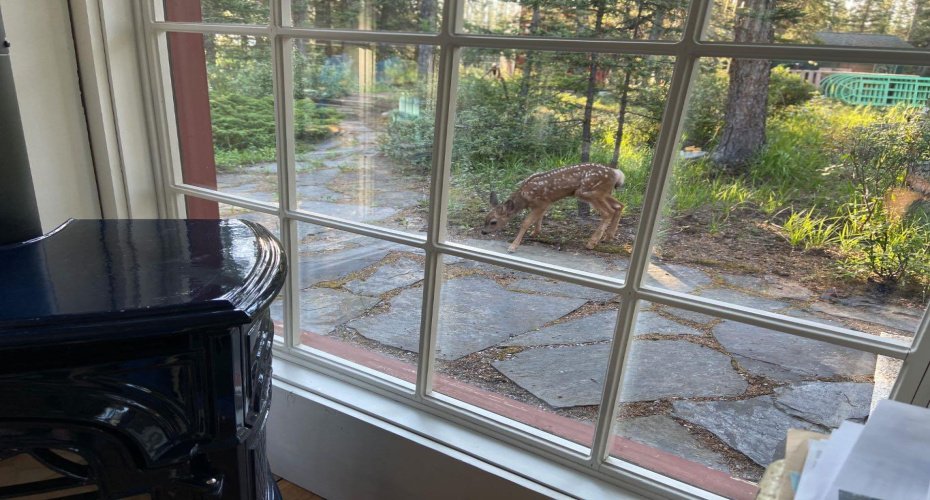 Animal visitors from the sunroom