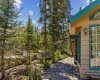Newly planted privacy trees