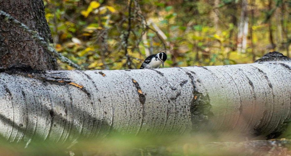 Lots of wildlife on this 23 acre parcel