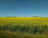4;22;9;14; SW, SE, Rural Lethbridge County, Alberta T0L 0V0, ,Agri-business,For Sale,SW,SE,A2294499