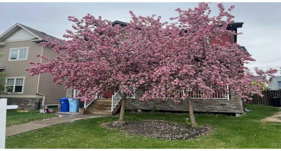 161 Snowy Owl Way, Fort McMurray, Alberta T9K0R7, 5 Bedrooms Bedrooms, ,4 BathroomsBathrooms,Residential,For Sale,Snowy Owl,A2294591