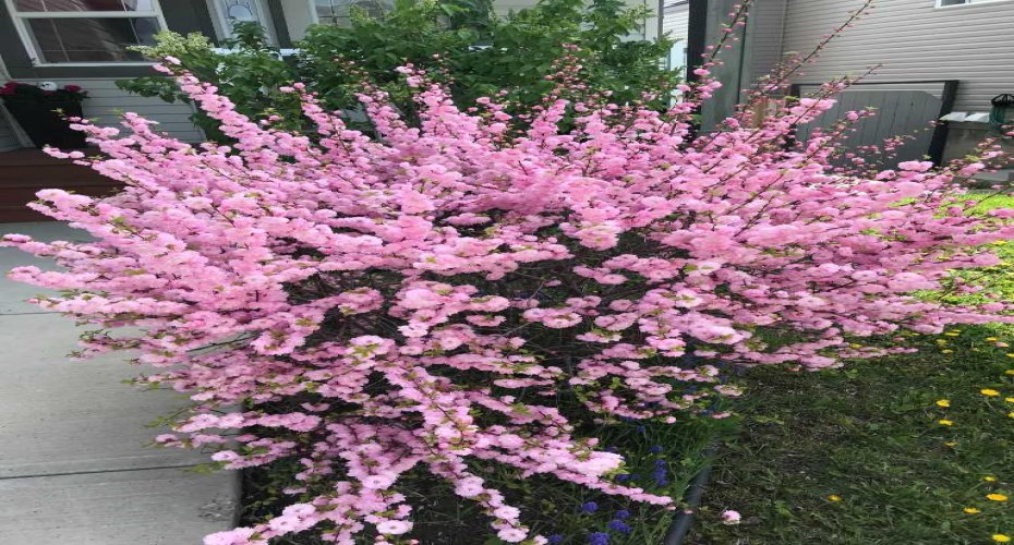 148 Hawkmere Way, Chestermere, Alberta T1X 0C8, 4 Bedrooms Bedrooms, ,4 BathroomsBathrooms,Residential,For Sale,Hawkmere,A2294598