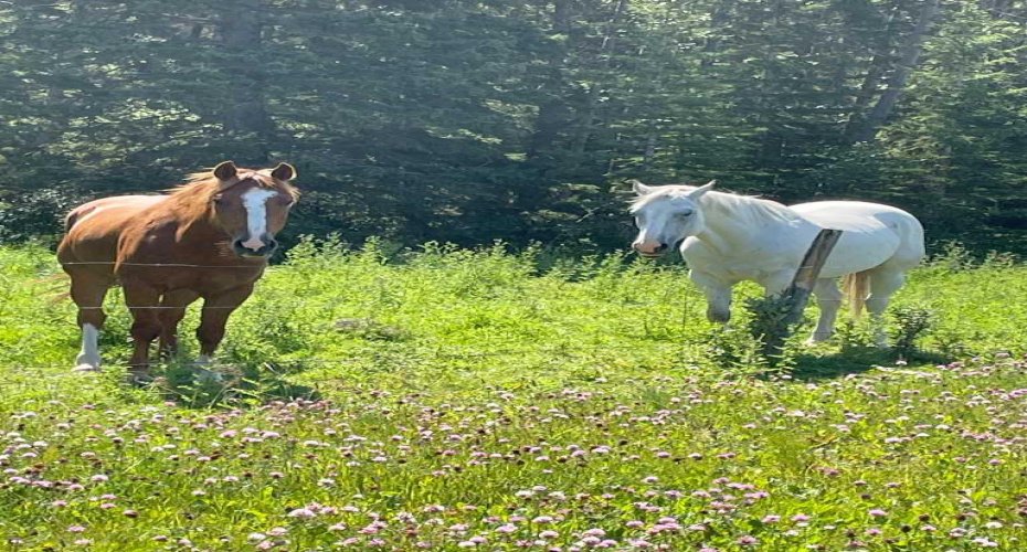 34331 Range Road 41 Road, Rural Red Deer County, Alberta T0M 0K0, ,Land,For Sale,Range Road 41,A2294621