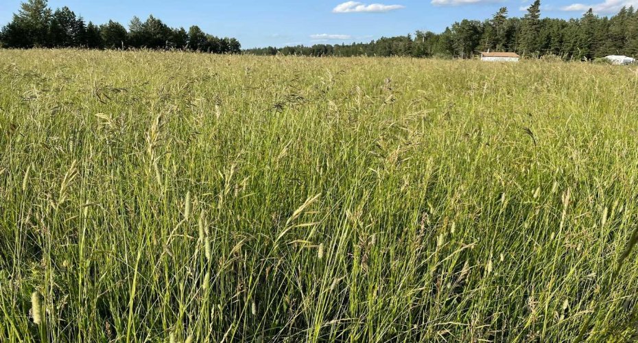 34331 Range Road 41 Road, Rural Red Deer County, Alberta T0M 0K0, ,Land,For Sale,Range Road 41,A2294621