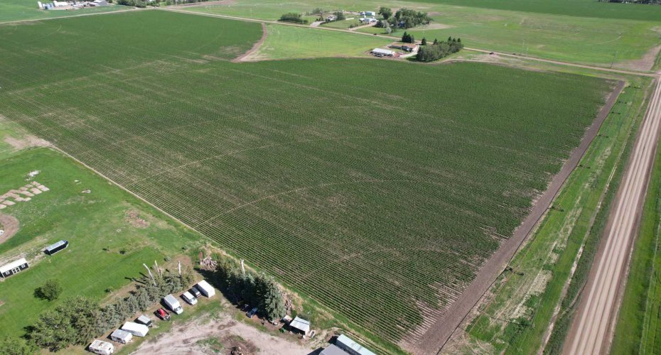 212072 TWP RD 9-4, Rural Lethbridge County, Alberta T1J5R2, 4 Bedrooms Bedrooms, ,2 BathroomsBathrooms,Agri-business,For Sale,TWP RD 9-4,A2288383