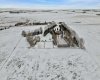 Neighbouring acreage is offered for sale too