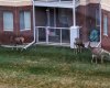 You might even see some surprise visitors in the courtyard.