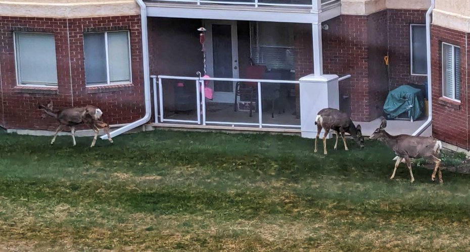 You might even see some surprise visitors in the courtyard.