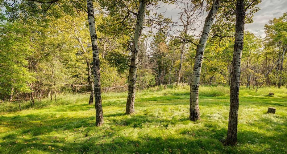 Greenspace behind Property