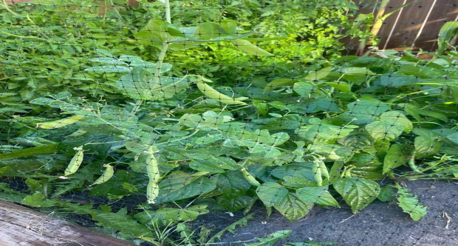 171 Kinniburgh Road, Chestermere, Alberta T1X0T8, 4 Bedrooms Bedrooms, ,4 BathroomsBathrooms,Residential,For Sale,Kinniburgh,A2283811