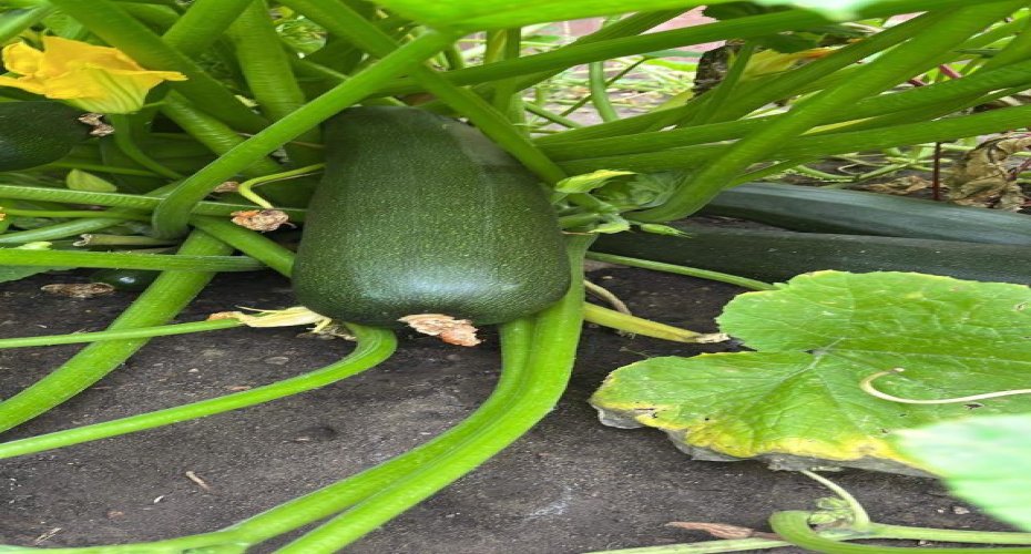 171 Kinniburgh Road, Chestermere, Alberta T1X0T8, 4 Bedrooms Bedrooms, ,4 BathroomsBathrooms,Residential,For Sale,Kinniburgh,A2283811