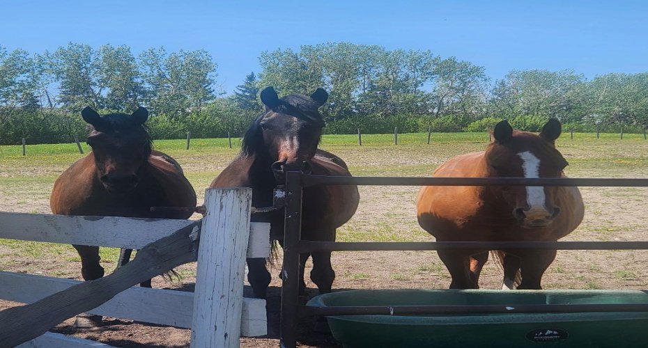 260048 Bearspaw Road, Rural Rocky View County, Alberta T3R1H4, 4 Bedrooms Bedrooms, ,3 BathroomsBathrooms,Residential,For Sale,Bearspaw,A2300152