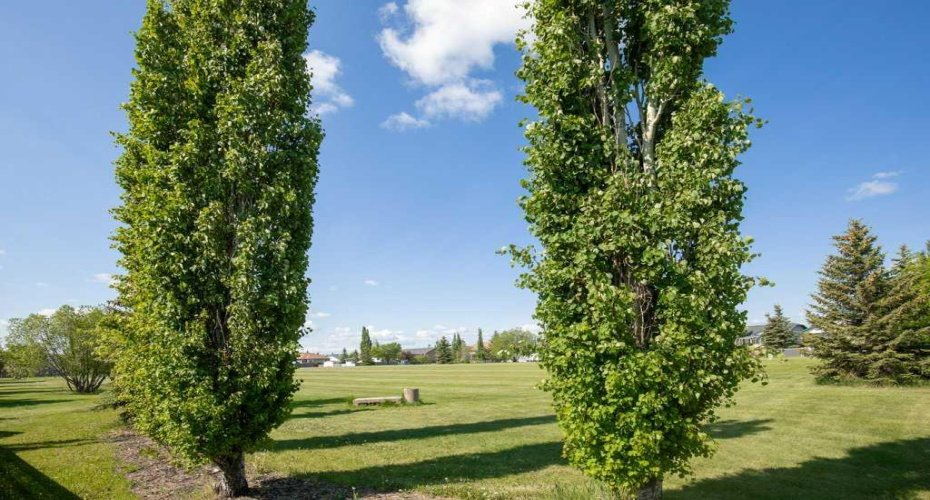 431 Carriage Lane Crossing, Carstairs, Alberta T0M 0N0, 5 Bedrooms Bedrooms, ,3 BathroomsBathrooms,Residential,For Sale,Carriage Lane,A2296251