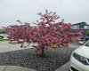 Tree in front yard in full bloom (from last spring)