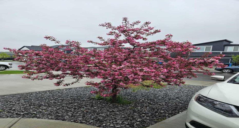 Tree in front yard in full bloom (from last spring)
