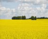 Field view 1,085 Acres of farmland for sale west of Two Hills Alberta Listed by Steve LeBlanc FarmForSale.ca
