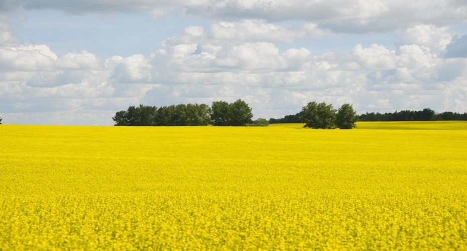 Field view 1,085 Acres of farmland for sale west of Two Hills Alberta Listed by Steve LeBlanc FarmForSale.ca