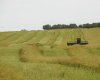 Field view 1,085 Acres of farmland for sale west of Two Hills Alberta Listed by Steve LeBlanc FarmForSale.ca