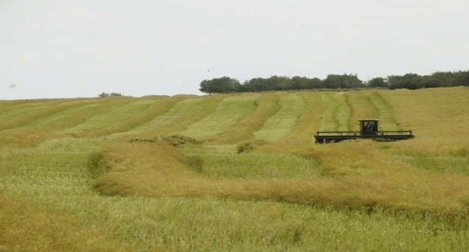Field view 1,085 Acres of farmland for sale west of Two Hills Alberta Listed by Steve LeBlanc FarmForSale.ca