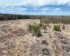 53428 Range Road 170, Edson, Alberta T7E1V7, ,Land,For Sale,Range Road 170,A2308387