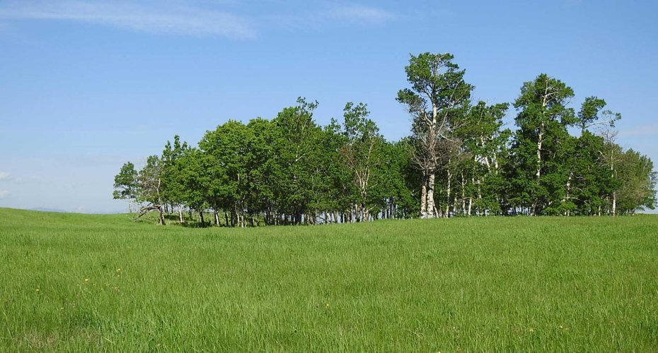 79.41 Acres SE-13-22-3W5, Rural Foothills County, Alberta T1S 2T7, ,Land,For Sale,79.41 Acres SE-13-22-3W5,A2057428