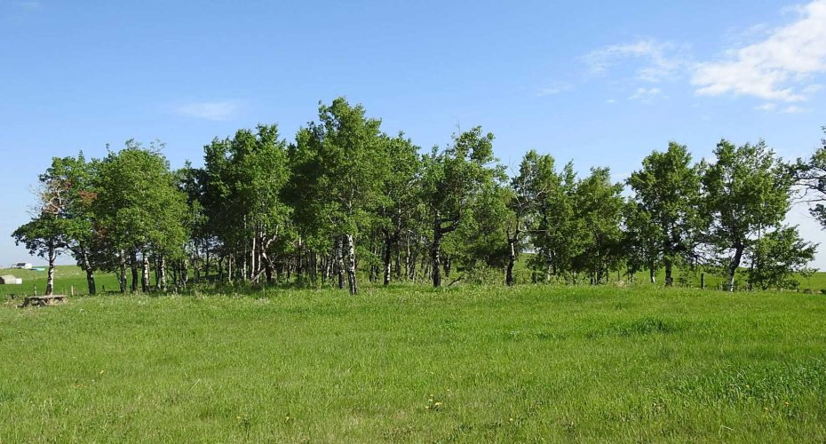 79.41 Acres SE-13-22-3W5, Rural Foothills County, Alberta T1S 2T7, ,Land,For Sale,79.41 Acres SE-13-22-3W5,A2057428