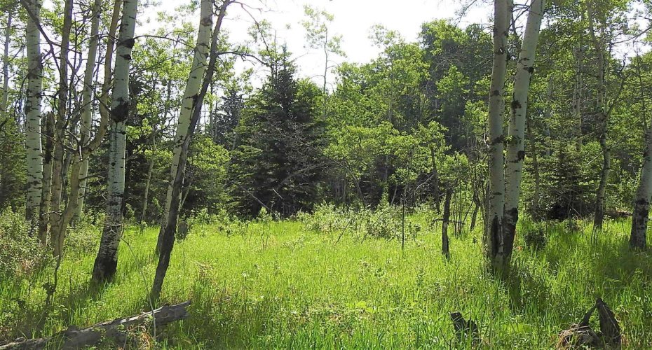 79.41 Acres SE-13-22-3W5, Rural Foothills County, Alberta T1S 2T7, ,Land,For Sale,79.41 Acres SE-13-22-3W5,A2057428