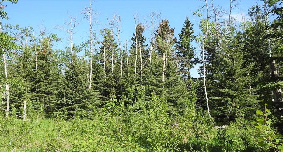 79.41 Acres SE-13-22-3W5, Rural Foothills County, Alberta T1S 2T7, ,Land,For Sale,79.41 Acres SE-13-22-3W5,A2057428