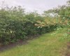 Berry orchard