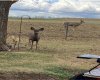 furry friends that visit occasionally