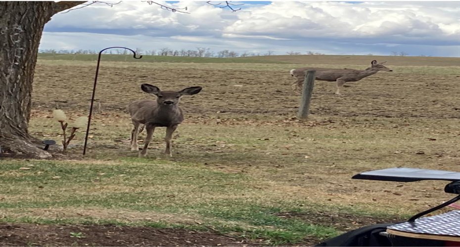 furry friends that visit occasionally