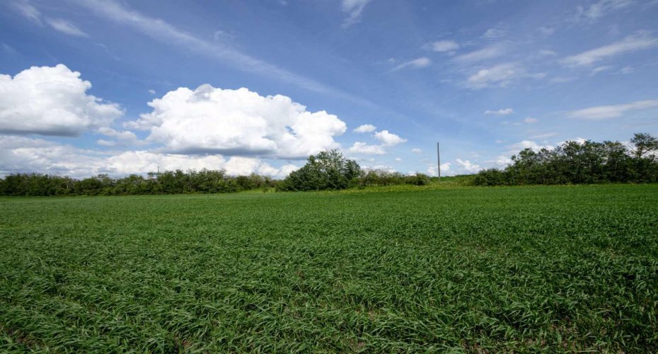 NE-8-50-36-4, Rural Minburn No. 27, County of, Alberta T0B3B0, 0 , 0 ,0,Land,For Sale,NE-8-50-36-4,0,A2325255