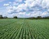 NE-8-50-36-4, Rural Minburn No. 27, County of, Alberta T0B3B0, 0 , 0 ,0,Land,For Sale,NE-8-50-36-4,0,A2325255