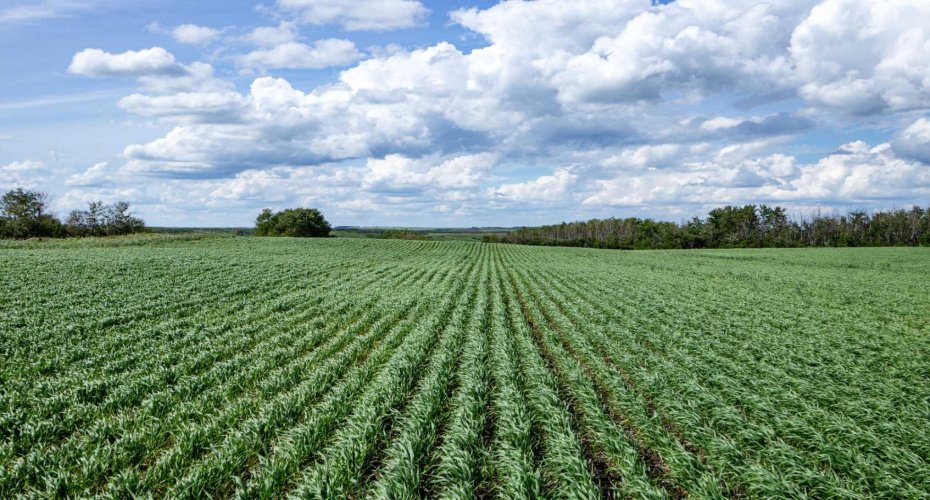 NE-8-50-36-4, Rural Minburn No. 27, County of, Alberta T0B3B0, 0 , 0 ,0,Land,For Sale,NE-8-50-36-4,0,A2325255