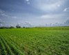 NE-8-50-36-4, Rural Minburn No. 27, County of, Alberta T0B3B0, 0 , 0 ,0,Land,For Sale,NE-8-50-36-4,0,A2325255