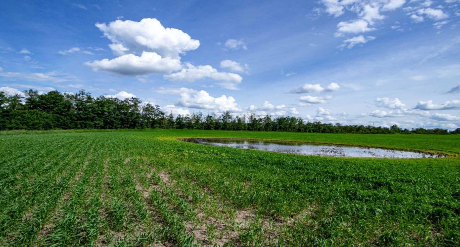 NE-8-50-36-4, Rural Minburn No. 27, County of, Alberta T0B3B0, 0 , 0 ,0,Land,For Sale,NE-8-50-36-4,0,A2325255