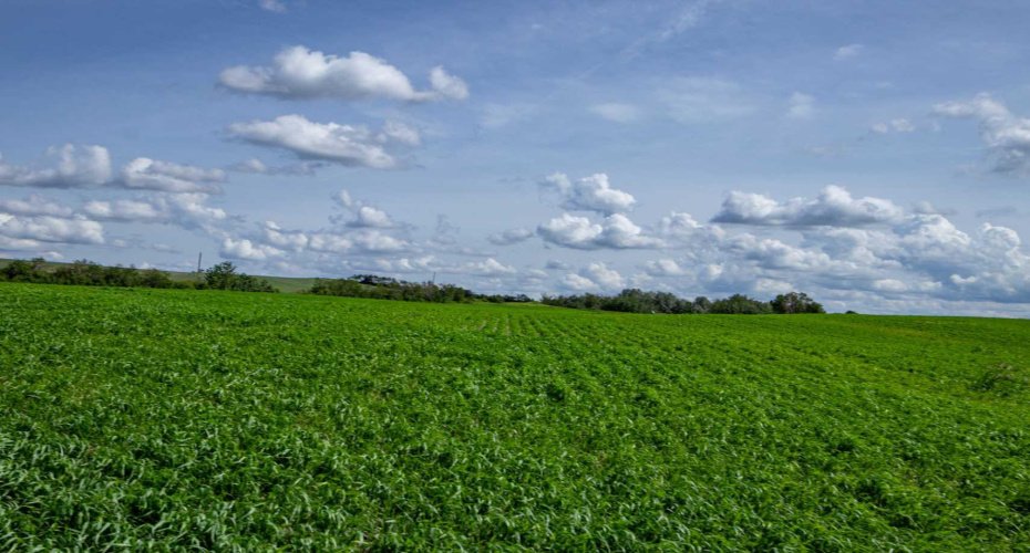 NE-8-50-36-4, Rural Minburn No. 27, County of, Alberta T0B3B0, 0 , 0 ,0,Land,For Sale,NE-8-50-36-4,0,A2325255