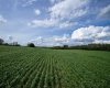 NE-8-50-36-4, Rural Minburn No. 27, County of, Alberta T0B3B0, 0 , 0 ,0,Land,For Sale,NE-8-50-36-4,0,A2325255