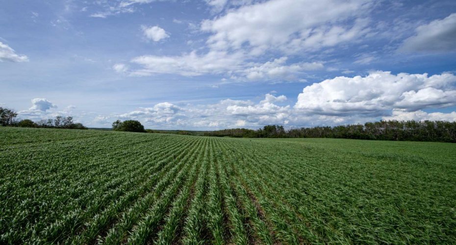 NE-8-50-36-4, Rural Minburn No. 27, County of, Alberta T0B3B0, 0 , 0 ,0,Land,For Sale,NE-8-50-36-4,0,A2325255