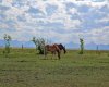 6032 Range Road 28-0 Range, Rural Pincher Creek No. 9, M.D. of, Alberta T0K 1W0, 5 Bedroom Bedrooms, 0 ,3 BathroomBathrooms,Residential,For Sale,Range Road 28-0,0,A2326406