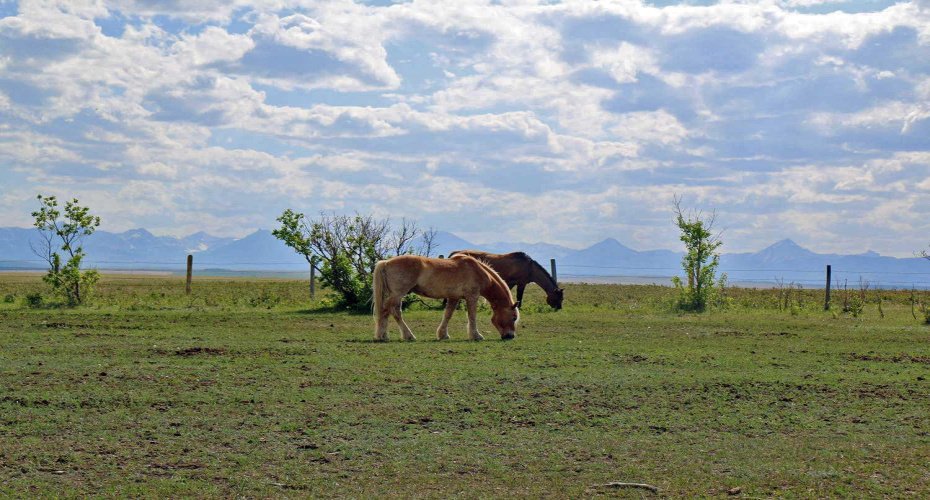 6032 Range Road 28-0 Range, Rural Pincher Creek No. 9, M.D. of, Alberta T0K 1W0, 5 Bedroom Bedrooms, 0 ,3 BathroomBathrooms,Residential,For Sale,Range Road 28-0,0,A2326406