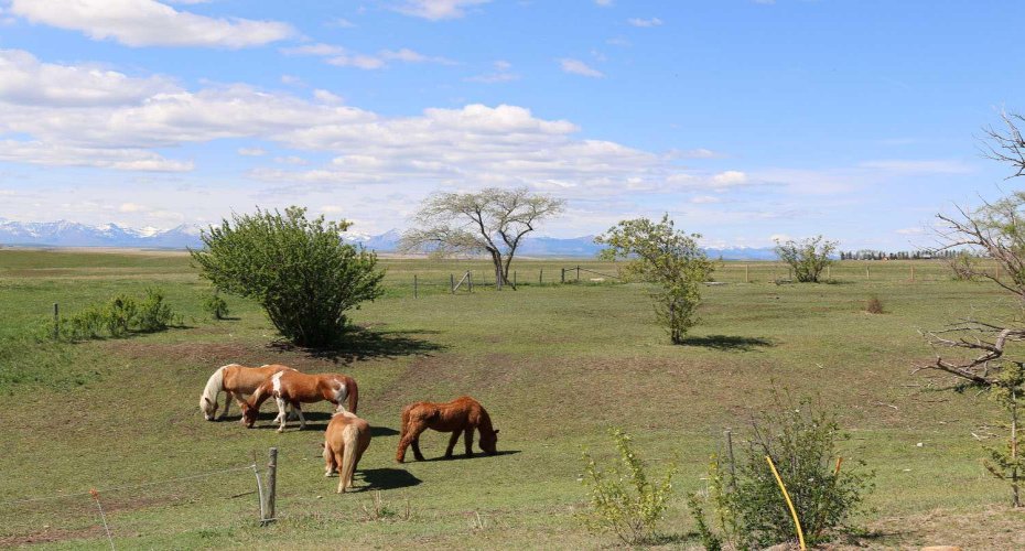 6032 Range Road 28-0 Range, Rural Pincher Creek No. 9, M.D. of, Alberta T0K 1W0, 5 Bedroom Bedrooms, 0 ,3 BathroomBathrooms,Residential,For Sale,Range Road 28-0,0,A2326406