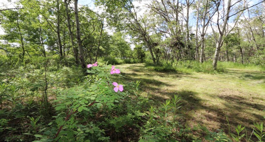 430006 Range Road 232, Rural Ponoka County, Alberta T4J 1R1, 3 Bedroom Bedrooms, 0 ,1 BathroomBathrooms,Residential,For Sale,Range Road 232,0,A2327150